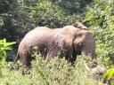 manyaraelephant